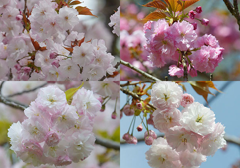 こどもの国の桜 春の自然 イベント こどもの国